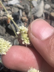 Eriogonum anemophilum