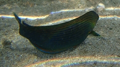 Halichoeres marginatus