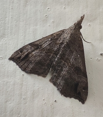 Hypena