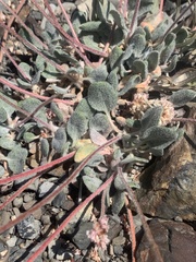 Eriogonum anemophilum