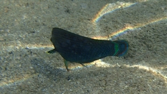 Halichoeres marginatus