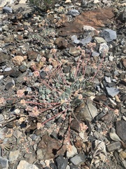 Eriogonum anemophilum