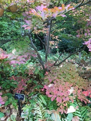 Enkianthus perulatus