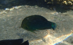 Halichoeres marginatus