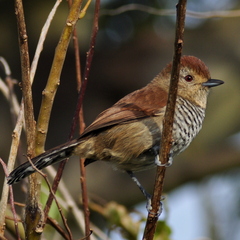 Thamnophilus ruficapillus