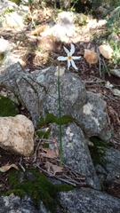 Narcissus deficiens