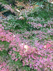 Enkianthus perulatus