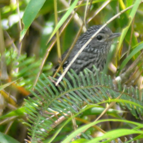 Dusky-tailed Antbird (Drymophila malura), photo 4