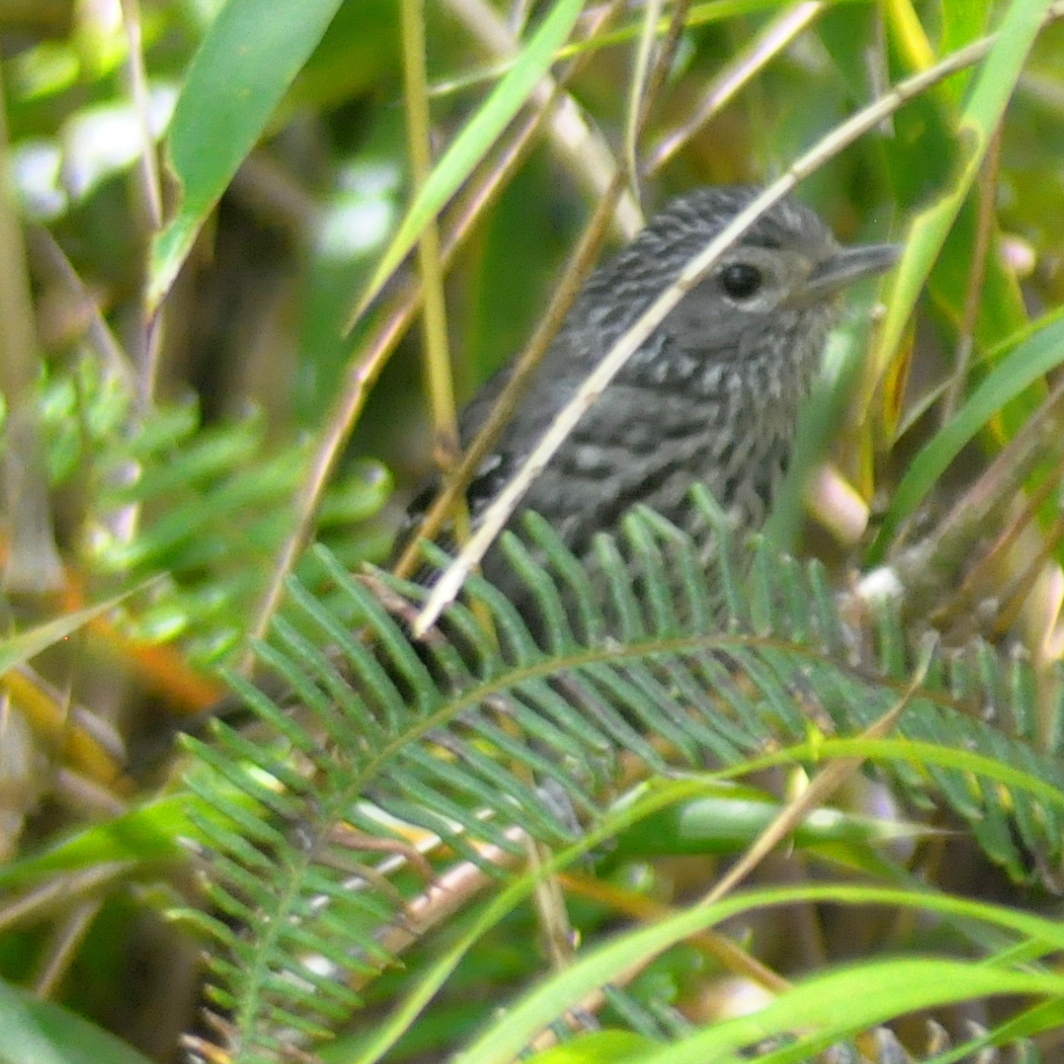 Dusky-tailed Antbird (Drymophila malura), photo 4