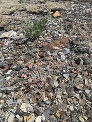 Eriogonum anemophilum