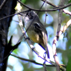 Dysithamnus mentalis