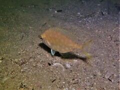 Parequula melbournensis