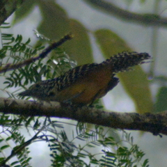 Hypoedaleus guttatus