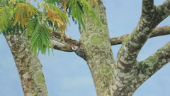 Dendrocopos analis