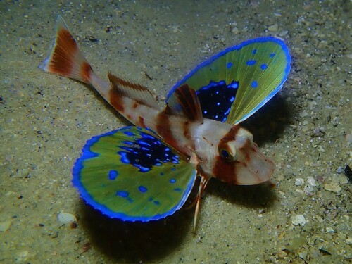 Bluefin gurnard (Chelidonichthys kumu) — Triglidae — 5