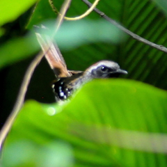 Myrmoderus squamosus