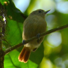 Myrmotherula unicolor