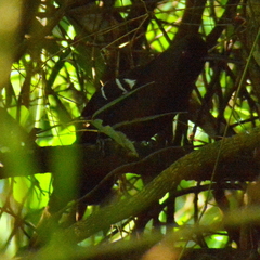 Pyriglena leucoptera