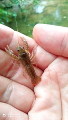 Austropotamobius pallipes