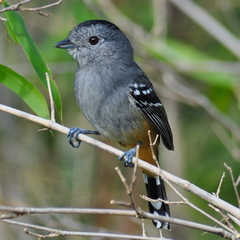 Thamnophilus caerulescens