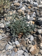 Astragalus whitneyi