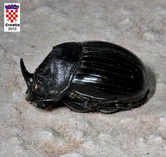 Copris hispanus