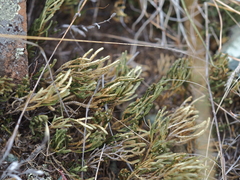 Selaginella sanguinolenta