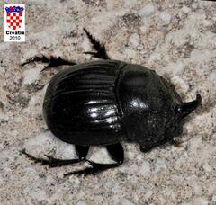 Copris hispanus