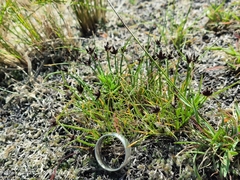 Cyperus rupestris rupestris