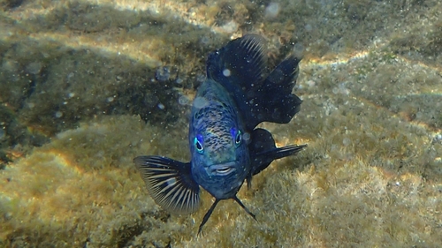 Ebony gregory (Stegastes limbatus) — Pomacentridae