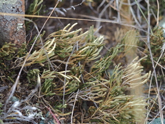 Selaginella sanguinolenta