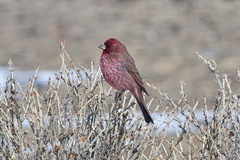Carpodacus rubicilla