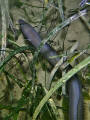 Conger wilsoni
