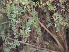 Spiraea hypericifolia