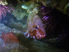 Epinephelus rivulatus