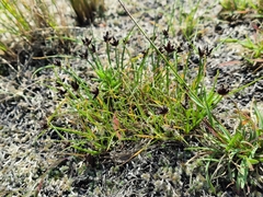 Cyperus rupestris rupestris