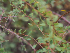Spiraea hypericifolia