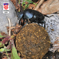 Gymnopleurus geoffroyi