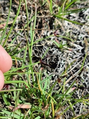 Cyperus rupestris rupestris