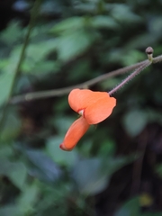Hylodesmum