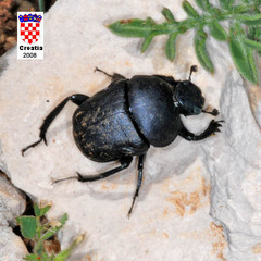 Gymnopleurus geoffroyi