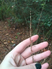 Chasmanthium sessiliflorum