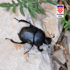 Gymnopleurus geoffroyi