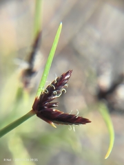 Cyperus rupestris rupestris