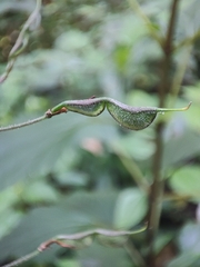 Hylodesmum