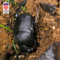 Gymnopleurus geoffroyi