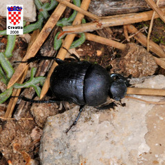 Gymnopleurus geoffroyi