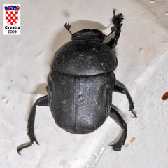 Gymnopleurus geoffroyi