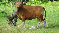 Bos javanicus