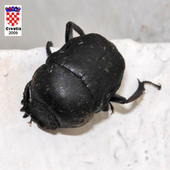 Gymnopleurus geoffroyi